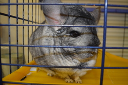 Külas Tarbijate Kaitse Ühendus