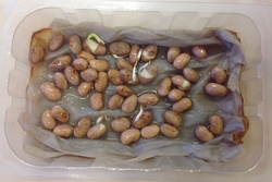 6. klass idandas seemneid